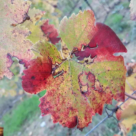 La Torre Wine